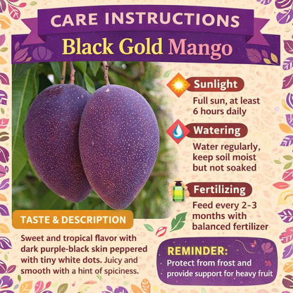 Black Gold Mango Aam Grafted Healthy Fruit Plant