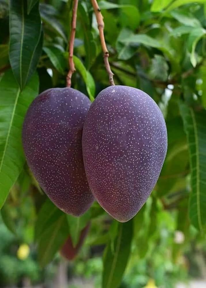Black Gold Mango Aam Grafted Healthy Fruit Plant