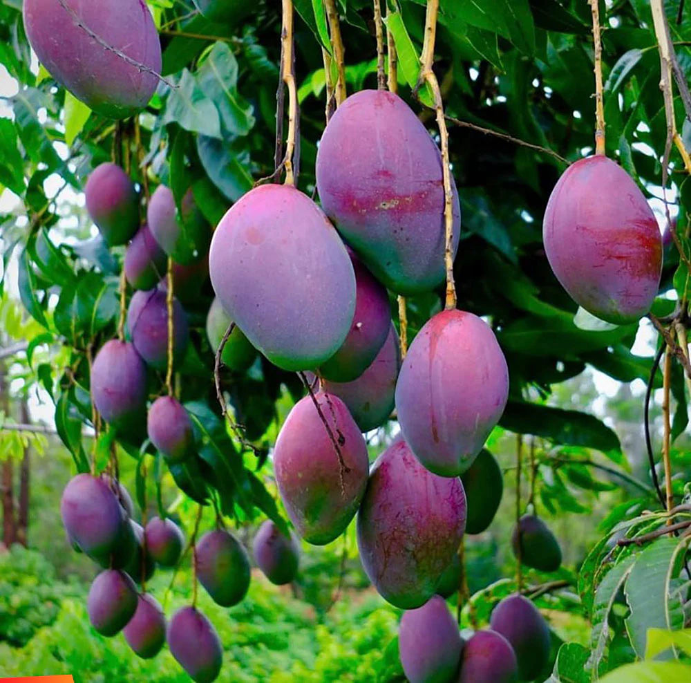Black Gold Mango Aam Grafted Healthy Fruit Plant
