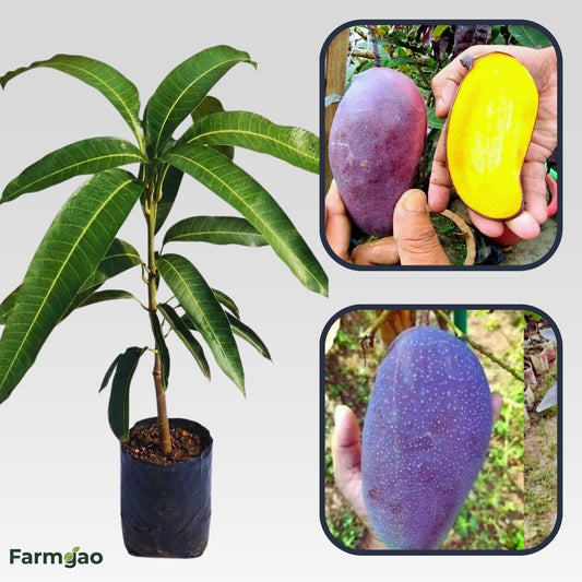 Black Kasturi Mango Aam Grafted Healthy Fruit Plant