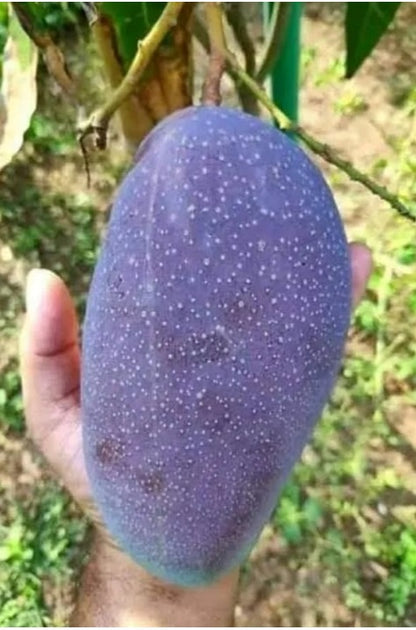 Black Kasturi Mango Aam Grafted Healthy Fruit Plant