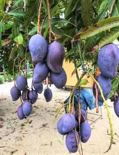 Black Kasturi Mango Aam Grafted Healthy Fruit Plant