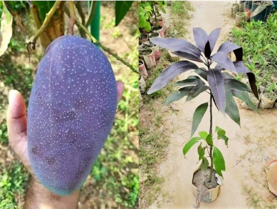 Black Kasturi Mango Aam Grafted Healthy Fruit Plant