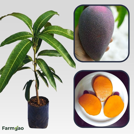 Black Stone Mango Aam Grafted Healthy Fruit Plant