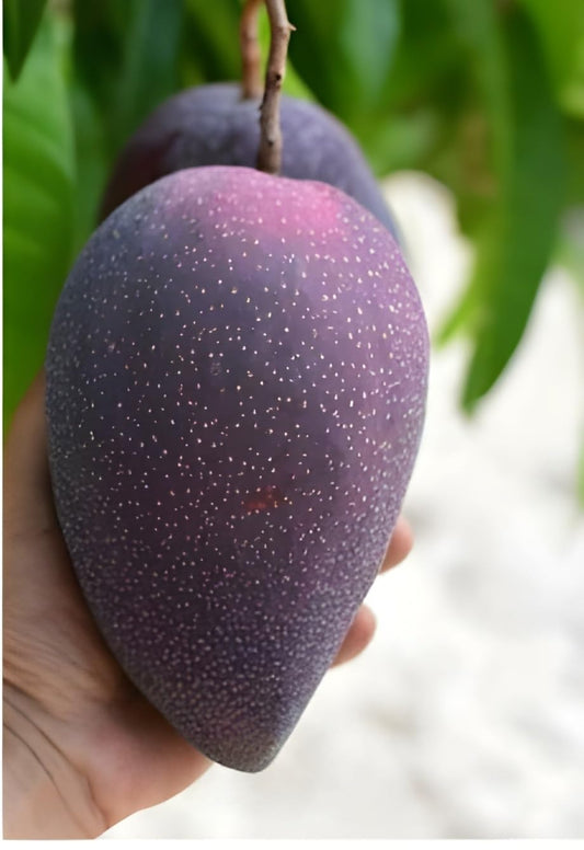 Black Stone Mango Aam Grafted Healthy Fruit Plant
