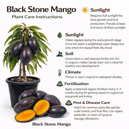 Black Stone Mango Aam Grafted Healthy Fruit Plant