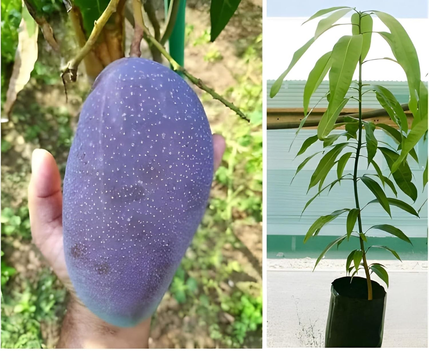 Black Stone Mango Aam Grafted Healthy Fruit Plant