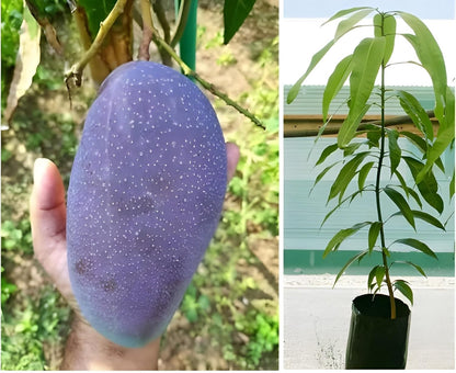 Black Stone Mango Aam Grafted Healthy Fruit Plant