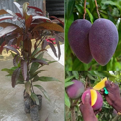 Black Stone Mango Aam Grafted Healthy Fruit Plant