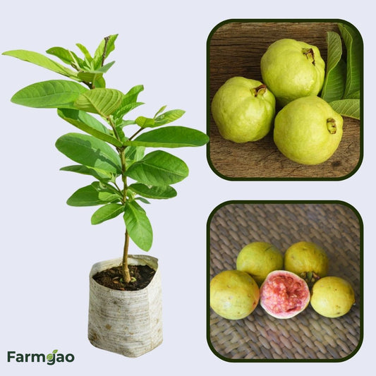 Blanca Patillo Guava Air Layered Healthy Fruit Plant