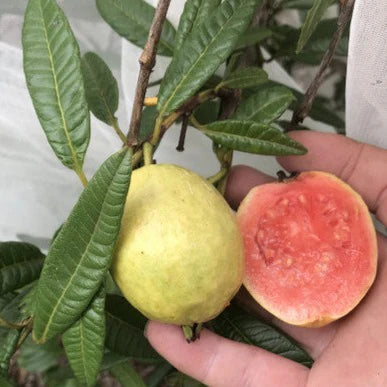 Blanca Patillo Guava Air Layered Healthy Fruit Plant