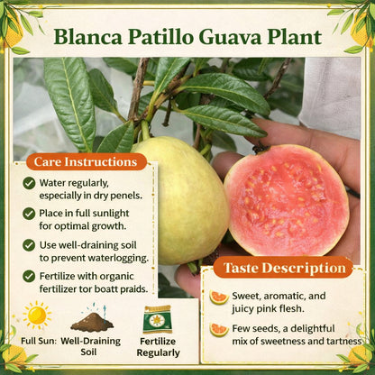 Blanca Patillo Guava Air Layered Healthy Fruit Plant
