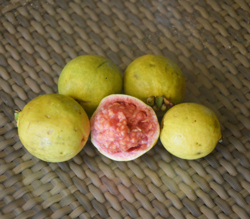 Blanca Patillo Guava Air Layered Healthy Fruit Plant