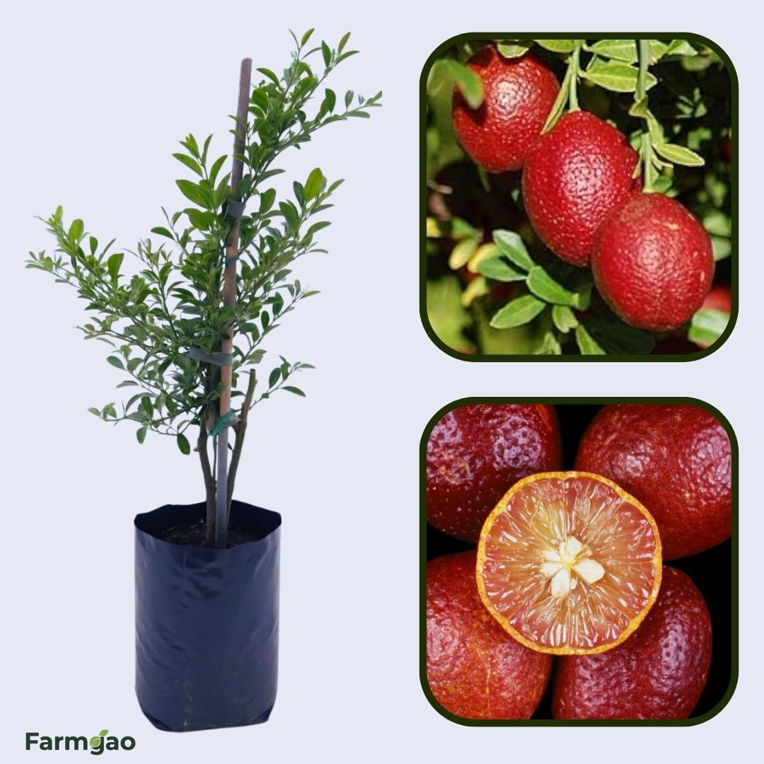 Blood Lime Plant Live Nimbu Tree Kagzi Lemon Citrus Limon Fruit Plant