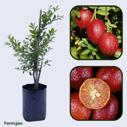 Blood Lime Plant Live Nimbu Tree Kagzi Lemon Citrus Limon Fruit Plant