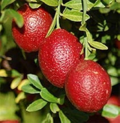 Blood Lime Plant Live Nimbu Tree Kagzi Lemon Citrus Limon Fruit Plant
