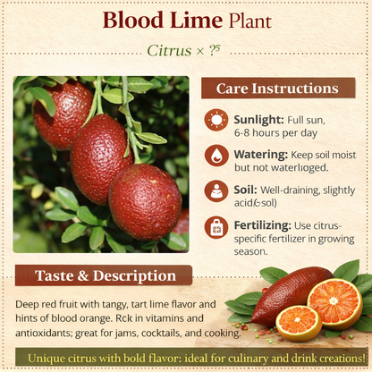 Blood Lime Plant Live Nimbu Tree Kagzi Lemon Citrus Limon Fruit Plant