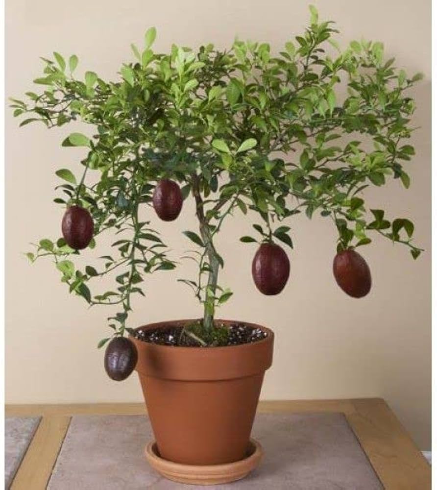 Blood Lime Plant Live Nimbu Tree Kagzi Lemon Citrus Limon Fruit Plant