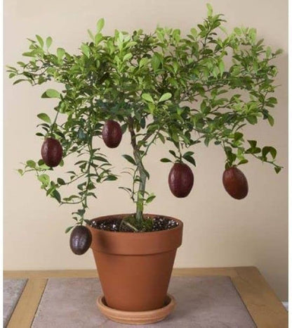 Blood Lime Plant Live Nimbu Tree Kagzi Lemon Citrus Limon Fruit Plant