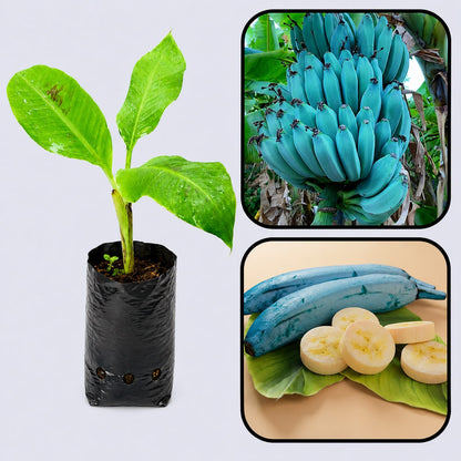 Blue Java Banana Healthy Sweet Tissue Cultured Fruit Plant