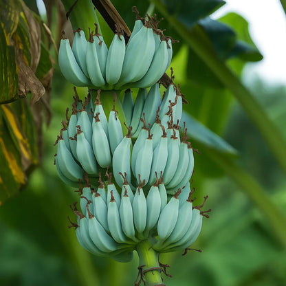 Blue Java Banana Healthy Sweet Tissue Cultured Fruit Plant