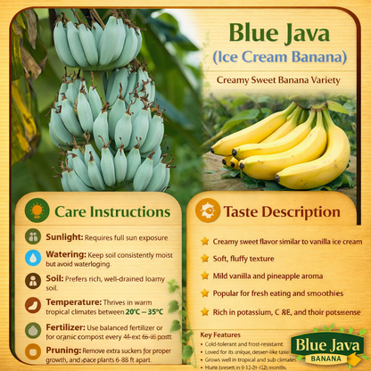 Blue Java Banana Healthy Sweet Tissue Cultured Fruit Plant