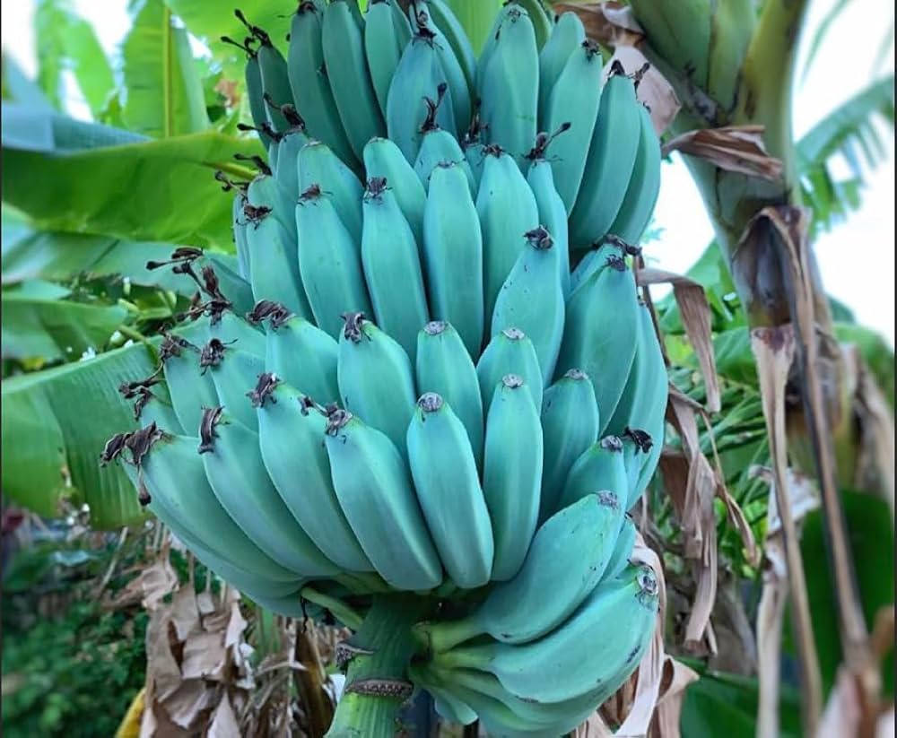 Ice Cream Banana Healthy Sweet Tissue Cultured Fruit Plant