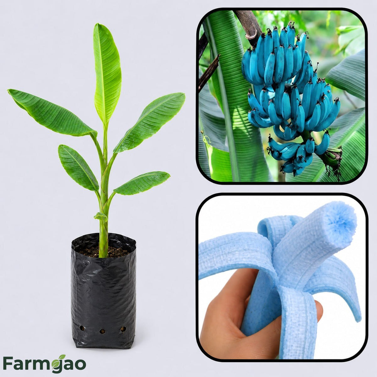 Blue Java Banana Healthy Sweet Tissue Cultured Fruit Plant