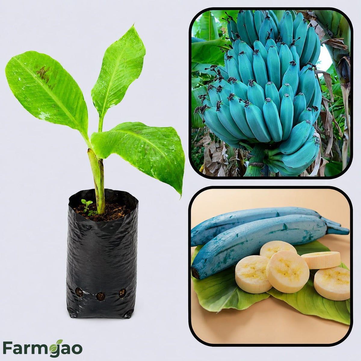 Ice Cream Banana Healthy Sweet Tissue Cultured Fruit Plant