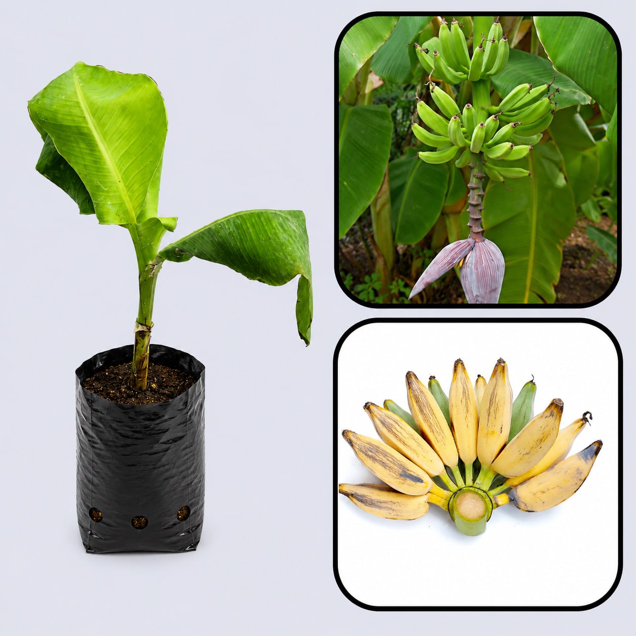 Bluggoe Banana Healthy Sweet Tissue Cultured Fruit Plant