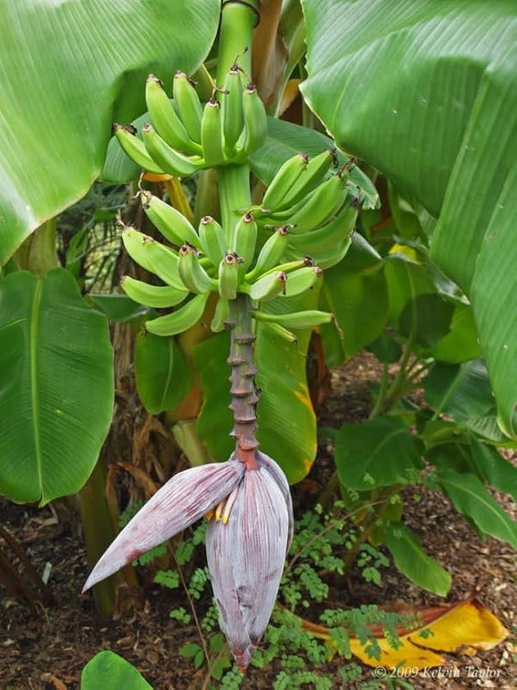 Bluggoe Banana Healthy Sweet Tissue Cultured Fruit Plant