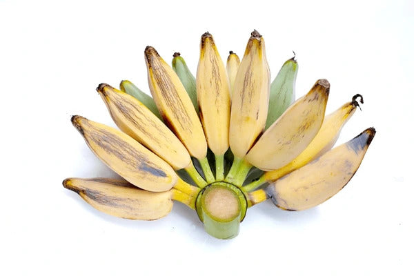 Bluggoe Banana Healthy Sweet Tissue Cultured Fruit Plant