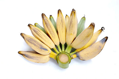 Bluggoe Banana Healthy Sweet Tissue Cultured Fruit Plant