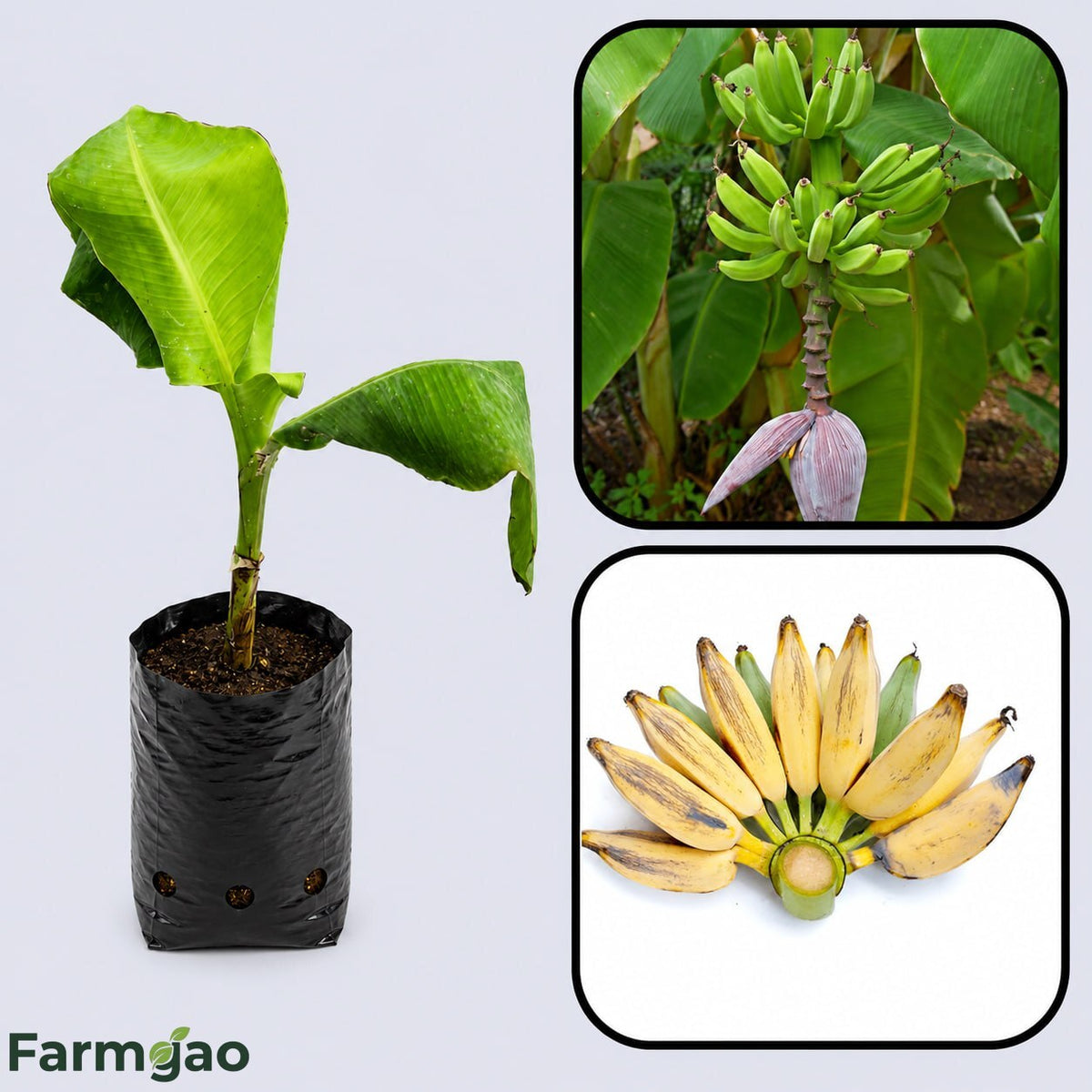 Bluggoe Banana Healthy Sweet Tissue Cultured Fruit Plant
