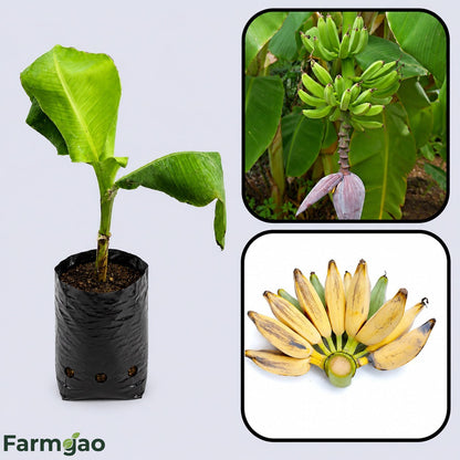 Bluggoe Banana Healthy Sweet Tissue Cultured Fruit Plant