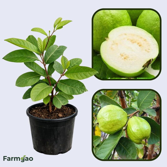 Bolivian White Guava Air Layered Healthy Fruit Plant