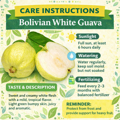 Bolivian White Guava Air Layered Healthy Fruit Plant