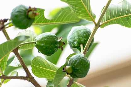 Bolivian White Guava Air Layered Healthy Fruit Plant