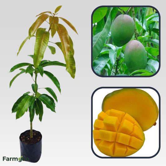Bombay Green Mango Aam Grafted Healthy Fruit Plant