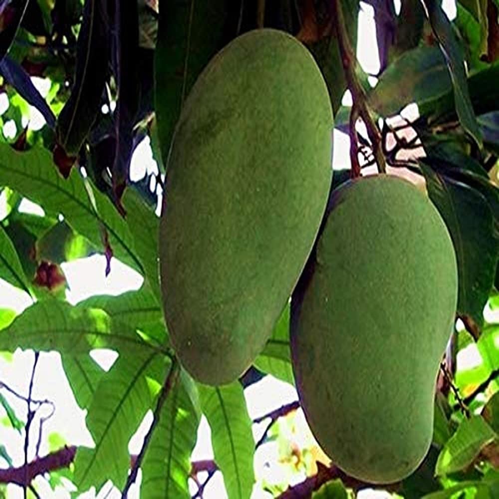 Bombay Green Mango Aam Grafted Healthy Fruit Plant
