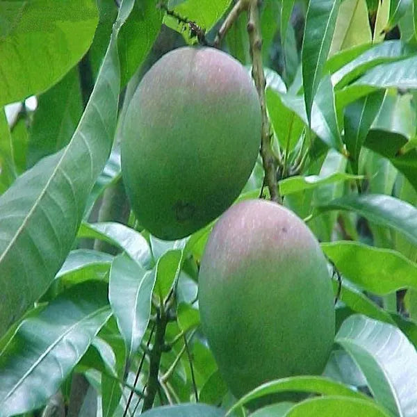 Bombay Green Mango Aam Grafted Healthy Fruit Plant