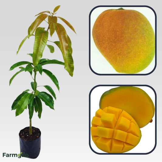 Bombay Mango Aam Grafted Healthy Fruit Plant