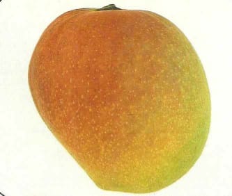 Bombay Mango Aam Grafted Healthy Fruit Plant