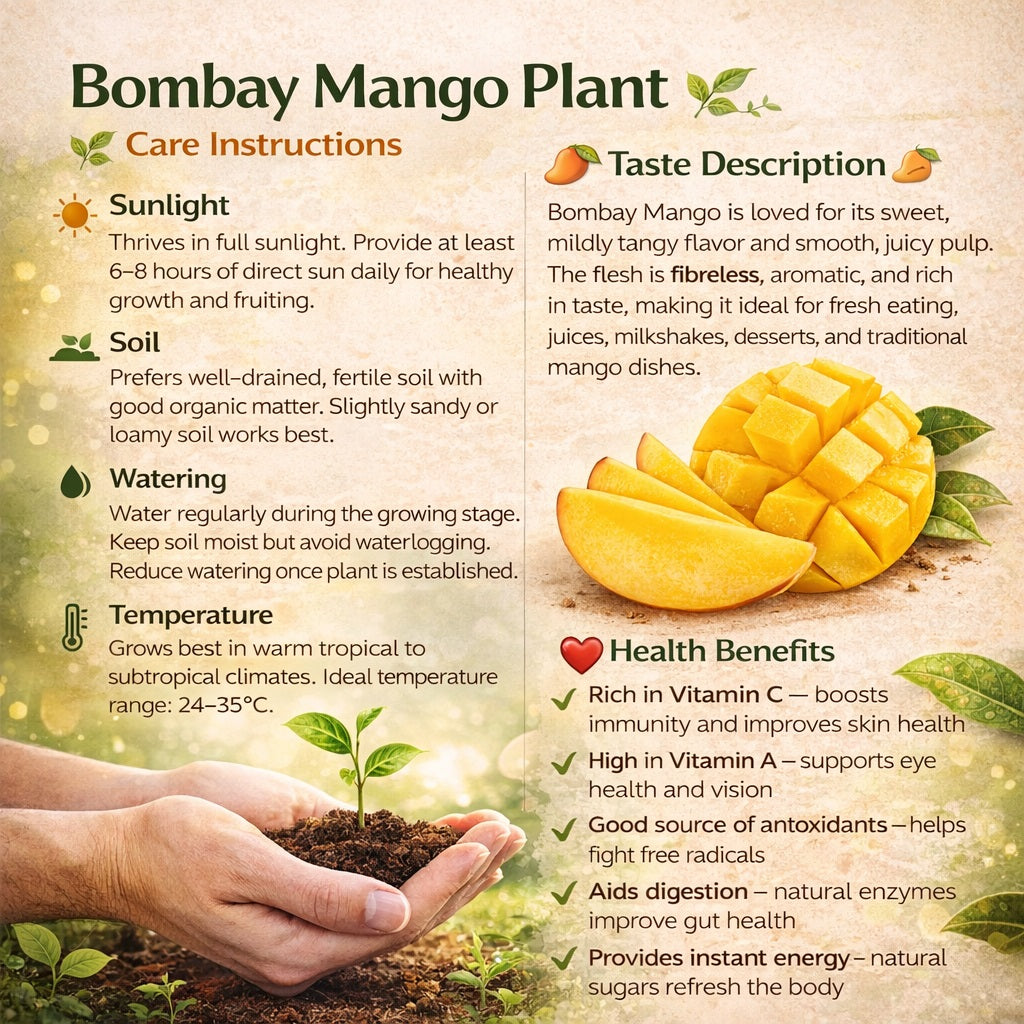 Bombay Mango Aam Grafted Healthy Fruit Plant