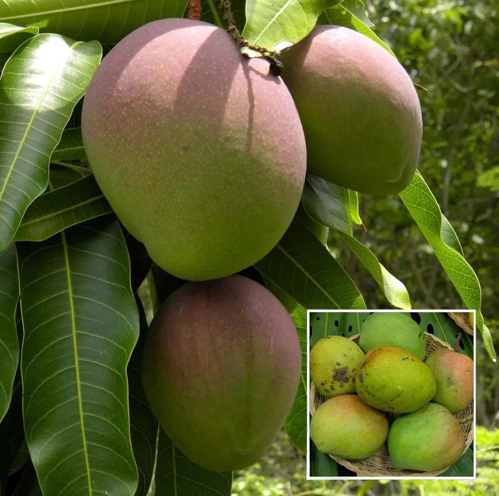 Bombay Mango Aam Grafted Healthy Fruit Plant