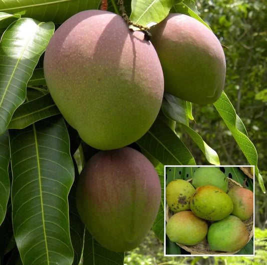 Bombay Mango Aam Grafted Healthy Fruit Plant