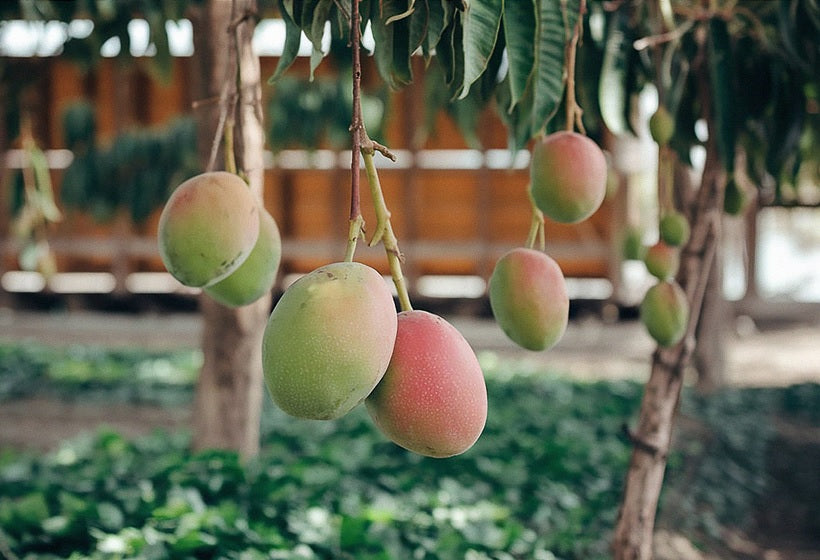 Bombay Mango Aam Grafted Healthy Fruit Plant