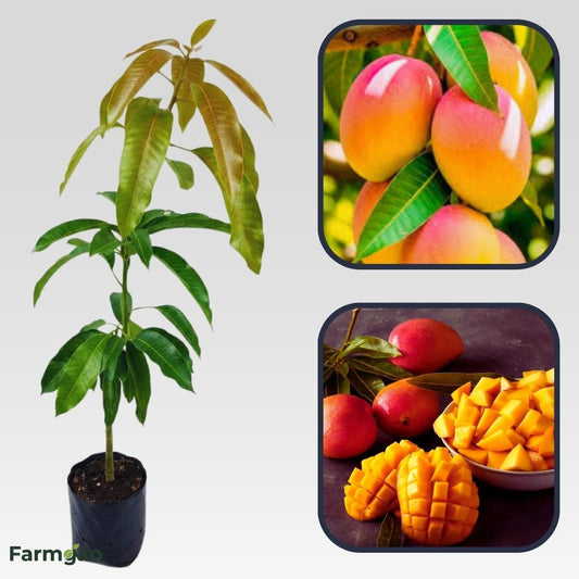 Bombay Red Mango Aam Grafted Healthy Fruit Plant