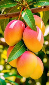 Bombay Red Mango Aam Grafted Healthy Fruit Plant