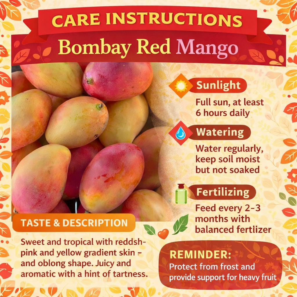 Bombay Red Mango Aam Grafted Healthy Fruit Plant